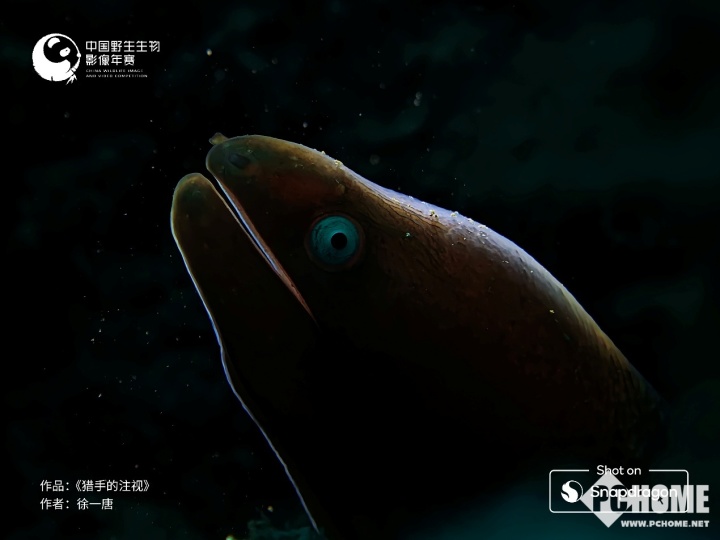 骁龙连续六年助力中国野生生物影像年赛，移动影像技术赋能自然记录(图4)